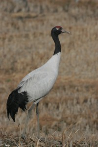 Black-necked-Crane--200x300